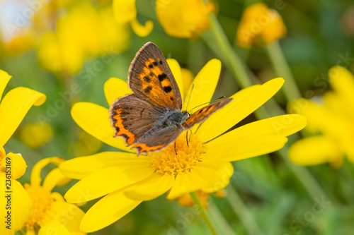 昆虫と黄色い花 マクロ撮影 マクロの世界