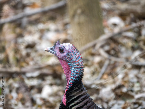 A closeup wildlife photograph of the head of a male bronze colored wild turkey standing and looking at the camera in the woods in rural Wisconsin.