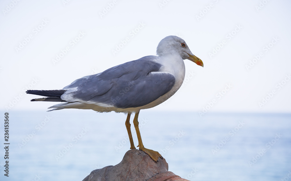 Fototapeta premium Seagull sitting on a stone