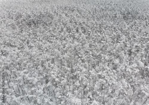 Winter Forest - top view