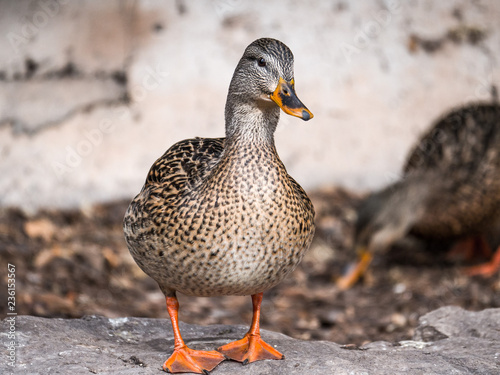 Fotografija A closeup wildlife photograph of a brown colored female mallard duck with orange webbed feet and another duck blurred in the background beyond