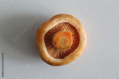 The lower side of the cap of saffron milk cap mushrooms (Lactarius deliciosus), similar to Sanguifluus and Deterrimus, with lamellae and orange latex photo