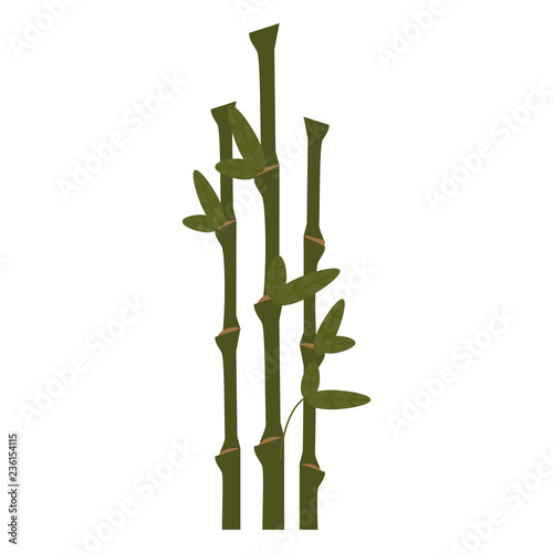 Fototapeta Naklejka Na Ścianę i Meble -  Bamboo asian plant
