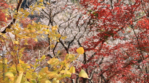 銀杏と色づく紅葉と四季桜