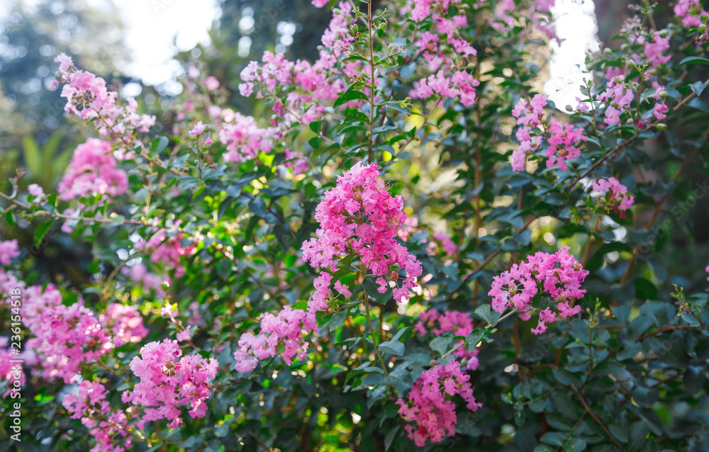 Blooming Lagerstroemia or Indian Lilacs