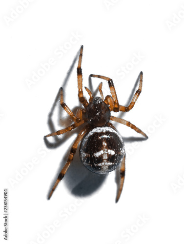 A spider on a white background.