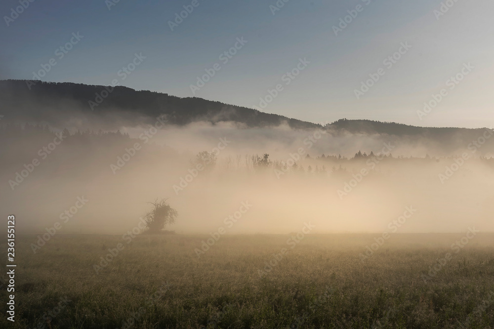 Fototapeta premium Sommermorgen im Nebel