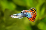 Guppy Poecilia reticulata colorful rainbow tropical aquarium fish 