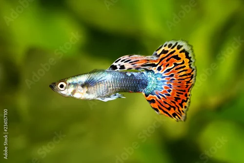 Obraz Guppy Poecilia reticulata kolorowa tęcza tropikalna ryba akwariowa
