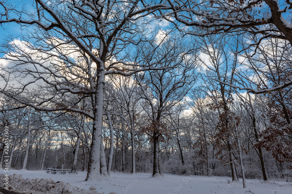 Snow sticking to trees with blue sky Snow sticking to trees with blue sky