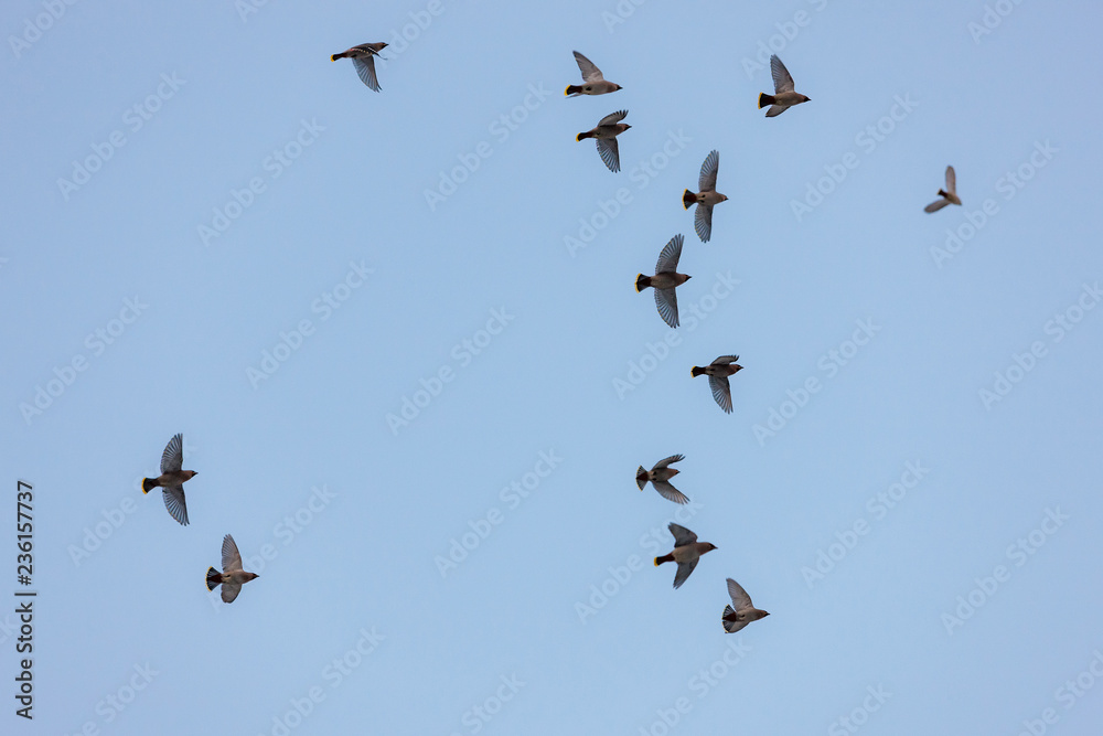 waxwings in flight