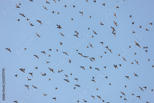 flock of waxwings