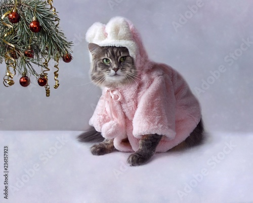 Christmas card with a beautiful cat in a pink fur coat photo