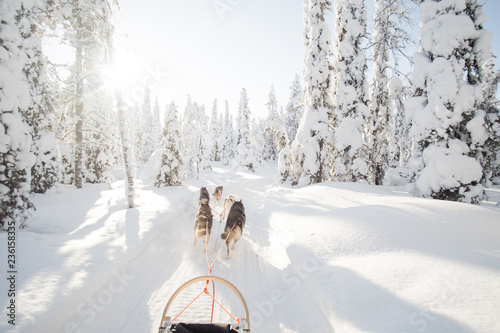 Dog sledding in Lapland.