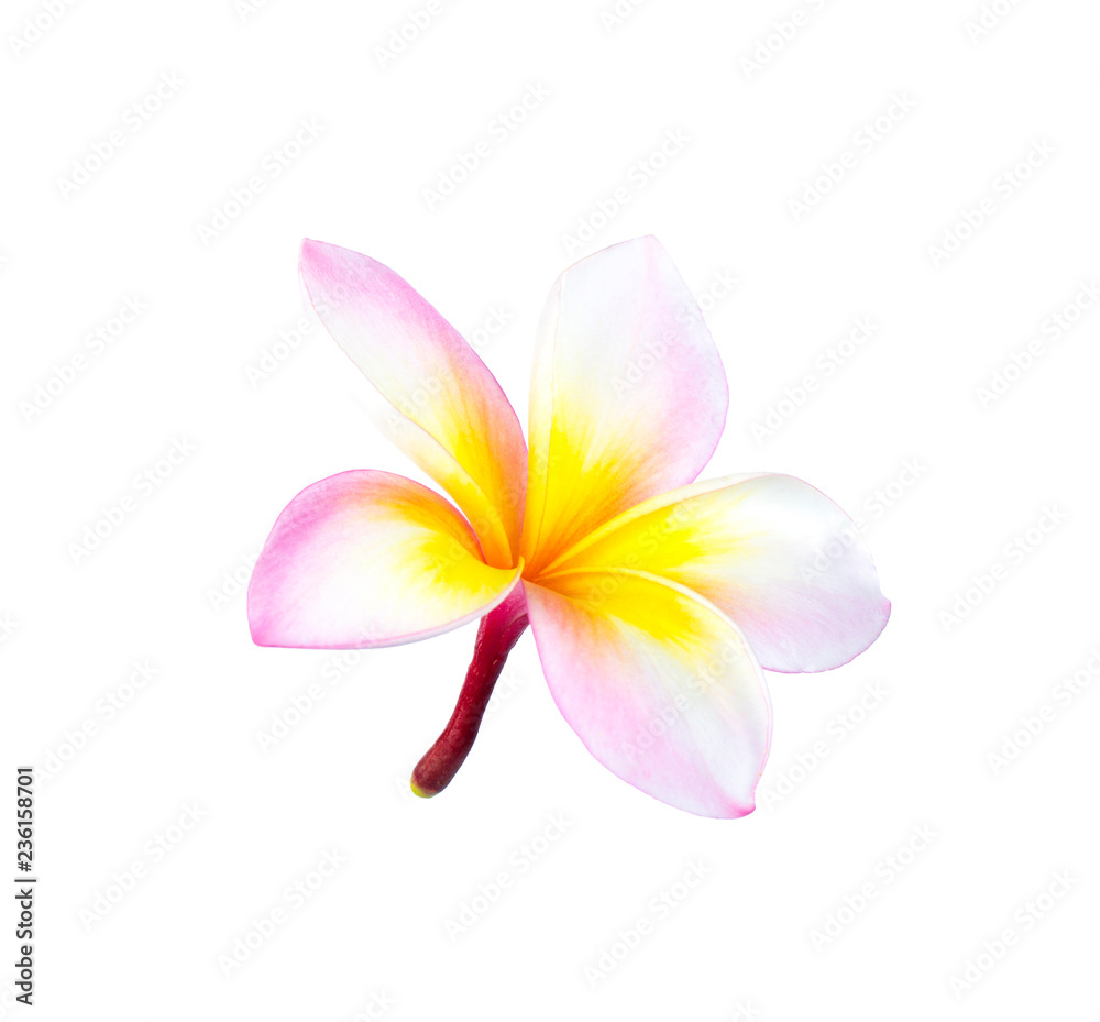 Plumeria or frangipani tropical flowers isolated on white.