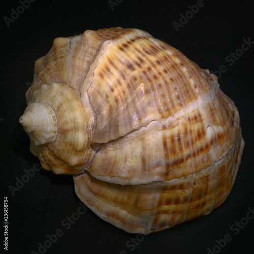 sea shell in the dark