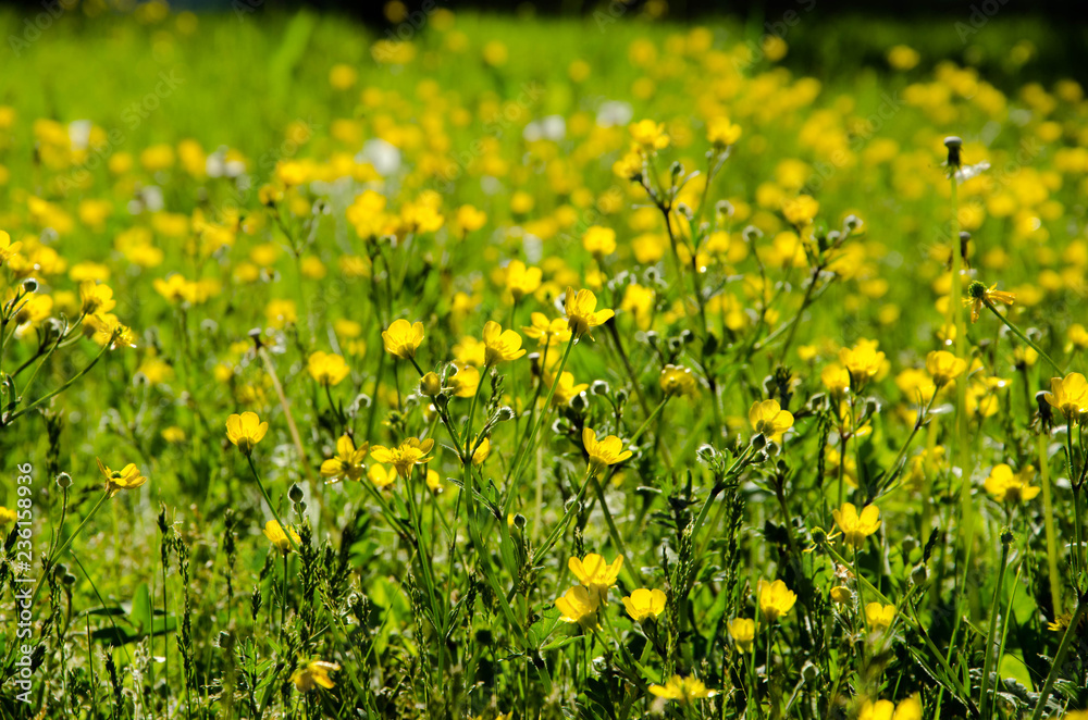 flower flower