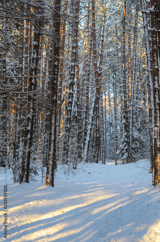 Sunset in snowy winter fir forest. Sun's rays break through the trunks of trees. Cold winter landscape Sunset in snowy winter fir forest. Sun's rays break through the trunks of trees. Cold winter landscape