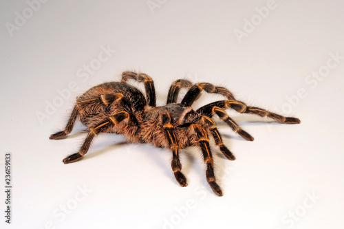 Weibliche Vogelspinne aus Argentinien (Grammostola pulchripes) - Chaco golden knee photo
