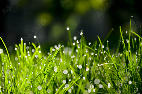 dew on grass