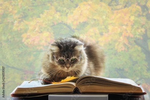 Canvas Print Beautiful gray cat with glasses reading a book