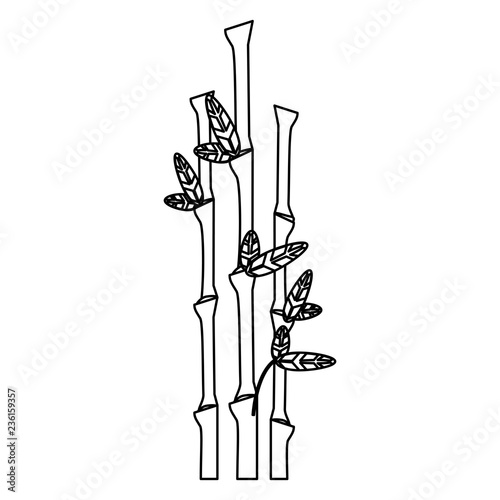 Bamboo asian plant black and white