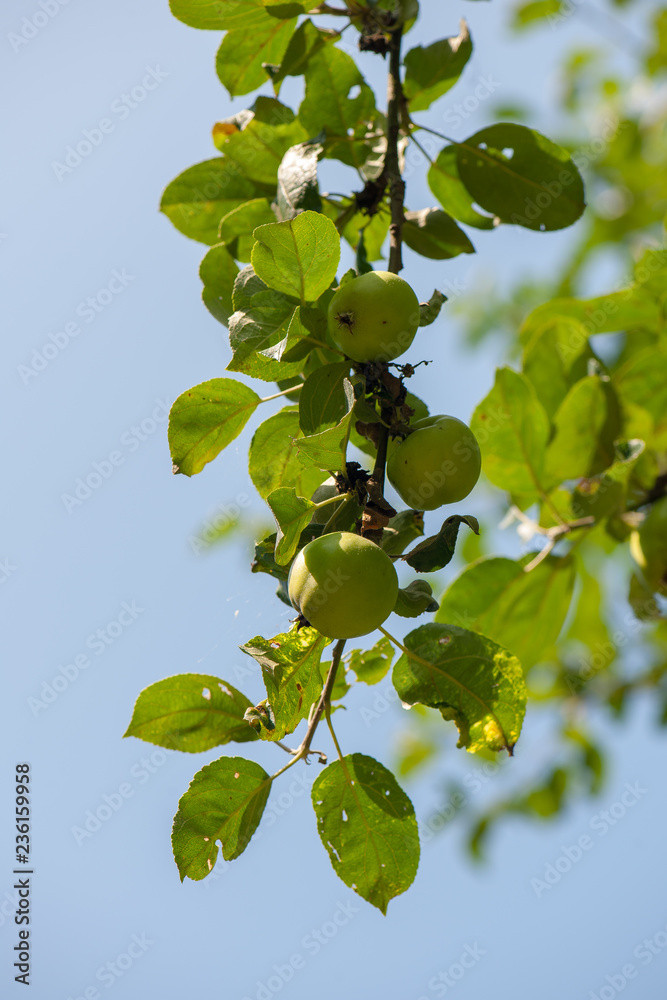 Fototapeta premium green apples on tree