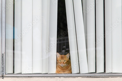 Cat looking through window