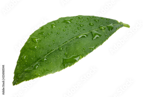 Fresh green citrus leaf with water drops on white background