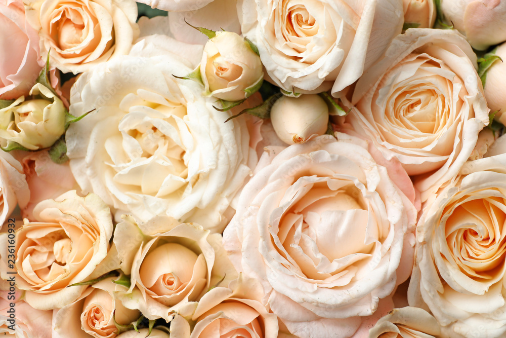 Many beautiful roses as background, top view Many beautiful roses as background, top view