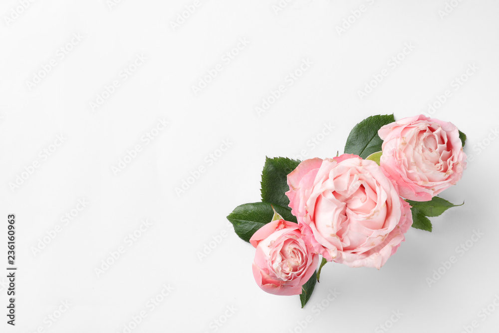 Beautiful roses and space for text on white background, top view