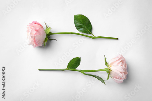 Beautiful roses on white background, top view