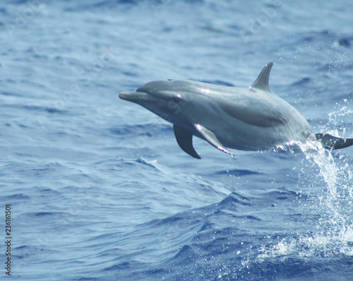 Wild Dolphins © Kaity