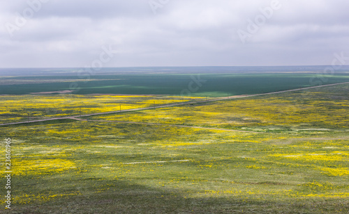 Rapeseed field  Crimea