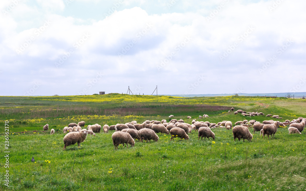 Obraz premium Sheep graze on the field