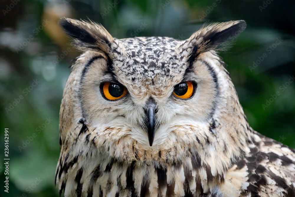 piercing eyes, intense staring of a European eagle-owl, Bubo bubo piercing eyes, intense staring of a European eagle-owl, Bubo bubo