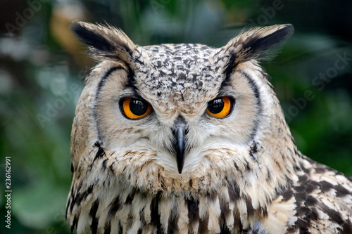 piercing eyes, intense staring of a European eagle-owl, Bubo bubo