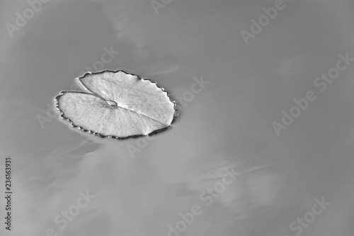 Lotus leaf on water - monochrome