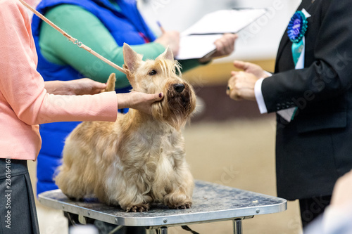 Scottish terrier being presented by the handler at the dog show.