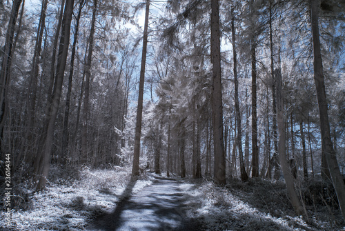 forest in infrared -nopeople