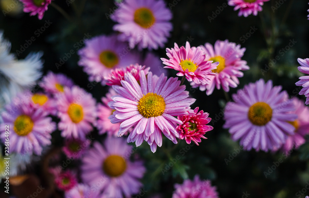 Fototapeta premium Flowers chrysanthemum, chrysanthemums in autumn, chrysanthemums annuals.