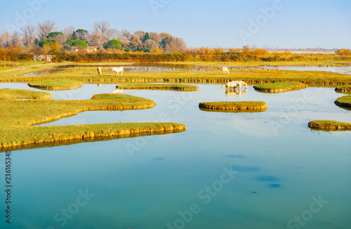 Wild horses in the nature reserve of Isola della Cona photo