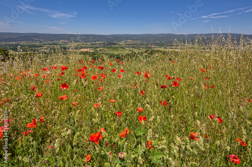 Wildflowers in Provence .In Provence  the scent of flowers and herbs is in the air  Roussillon  Provence  Luberon  Vaucluse  France