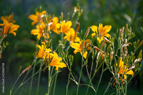 yellow flowers in the garden © Mariusz_arts