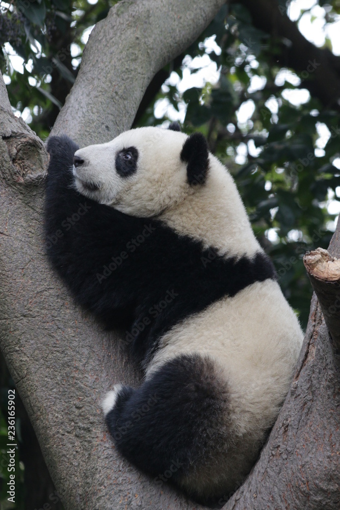 Fototapeta premium Little Panda on the Tree, China