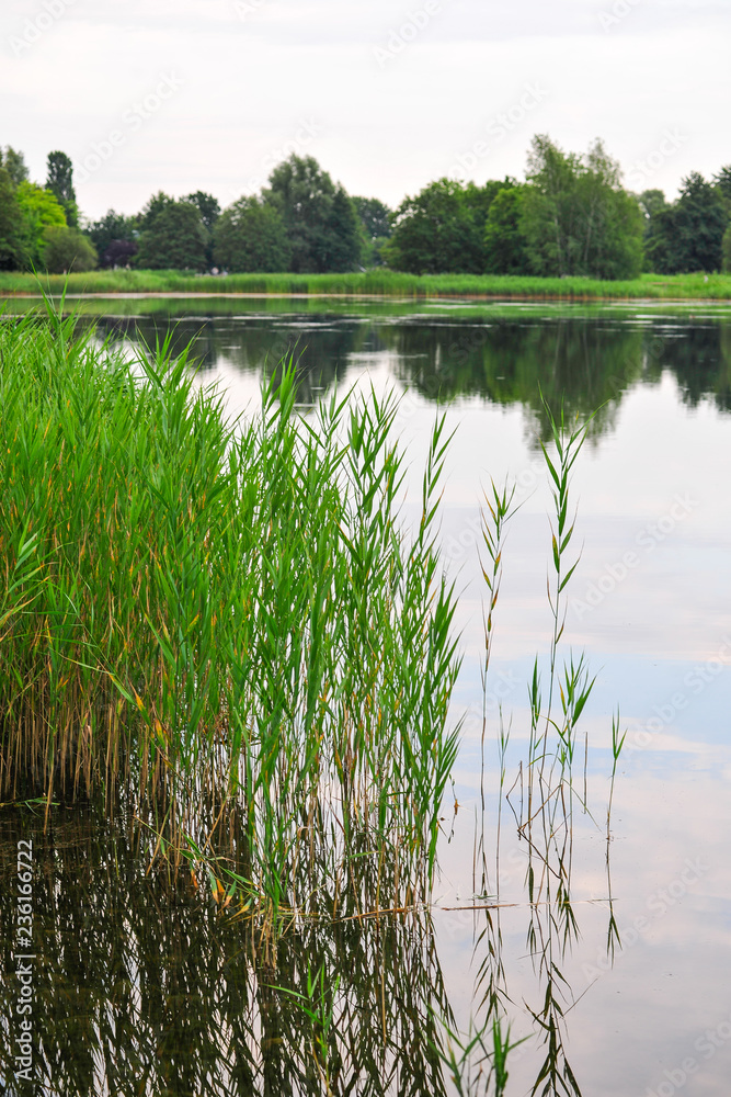 Obraz premium landscape with lake and forest