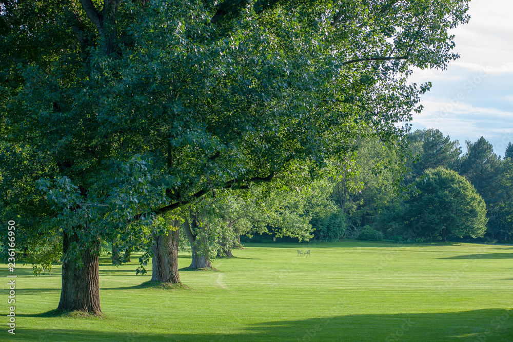 trees in the park trees in the park