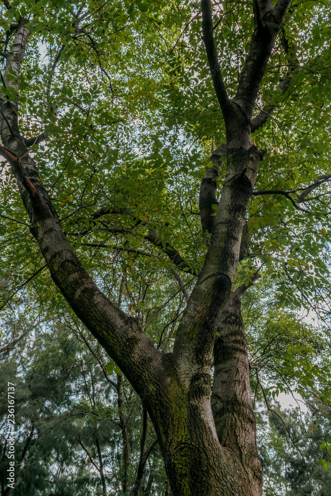 Fototapeta premium Low angle view of a big leafy tree