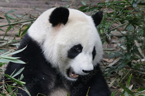 Fototapeta Naklejka Na Ścianę i Meble -  Close up Beautiful face of Giant Panda, Chengdu Base, China