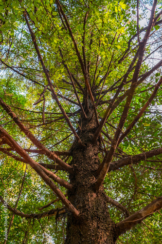 Low angle view of a big leafy tree